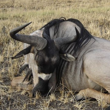 Niassa Wildebeest
