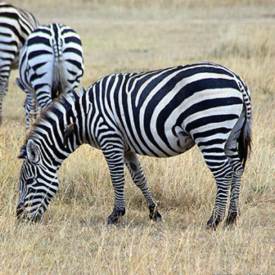 Bohm Zebra