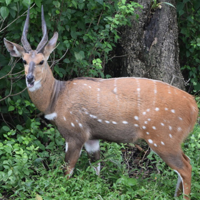 Chobe Bushbuck