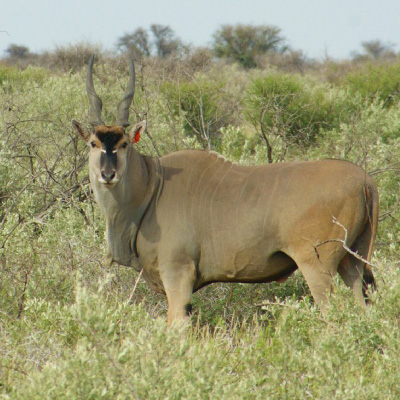 Livingstone Eland