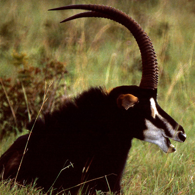 Rooseveld Sable